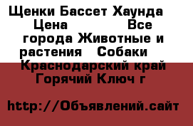 Щенки Бассет Хаунда  › Цена ­ 25 000 - Все города Животные и растения » Собаки   . Краснодарский край,Горячий Ключ г.